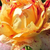 Rosso - giallo - Rose Grandiflora - Nimet